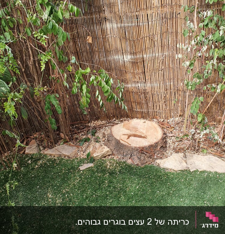 גזע עץ כרות ליד גדר במבוק